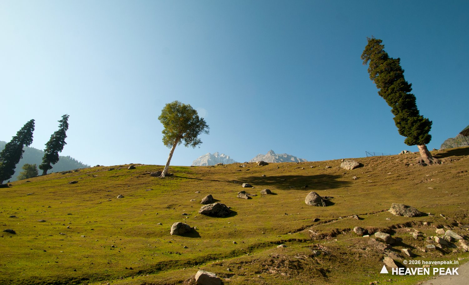Alpine meadow on the Valley of Flowers trek